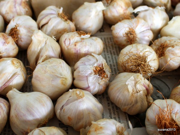 Garlic Havana